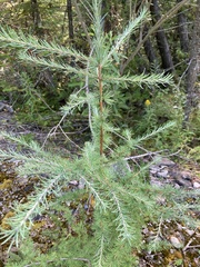 Larix laricina