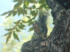 Sciurus alleni