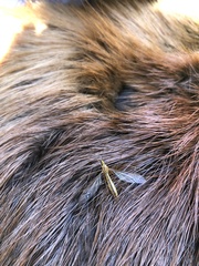 Nephrotoma ferruginea