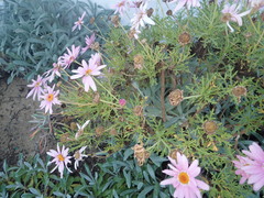 Argyranthemum frutescens