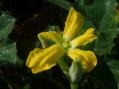 Apodanthera undulata