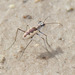 Saline Tiger Beetles - Photo (c) Greg Lasley, some rights reserved (CC BY-NC), uploaded by Greg Lasley