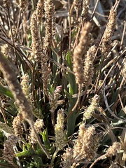 Plantago coronopus