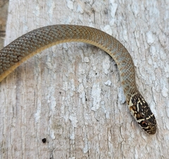 Hierophis viridiflavus