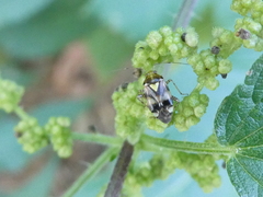 Liocoris tripustulatus