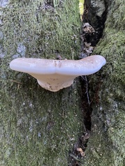 Fomitopsis betulina