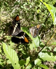 Adelpha californica