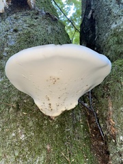 Fomitopsis betulina
