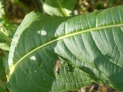 Diplazon laetatorius