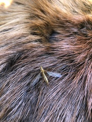 Nephrotoma ferruginea