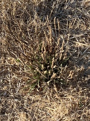 Plantago coronopus