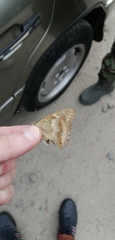 Apatura ilia