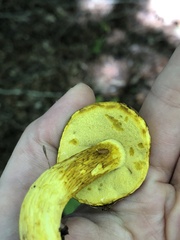 Retiboletus ornatipes