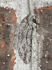 Anavitrinella pampinaria