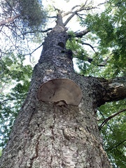 Fomitopsis betulina