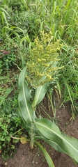 Sorghum bicolor