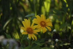 Tithonia diversifolia