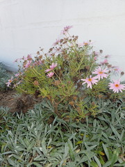 Argyranthemum frutescens