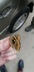 Apatura ilia