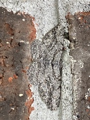 Anavitrinella pampinaria