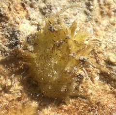 Chama macerophylla