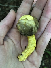 Retiboletus ornatipes