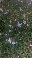 Oenothera lindheimeri