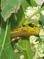 Melanoplus differentialis