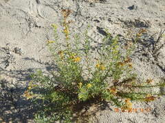 Xylothamia diffusa