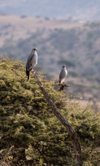 Melierax poliopterus