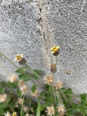 Tridax