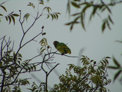 Amazona albifrons