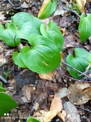 Maianthemum bifolium