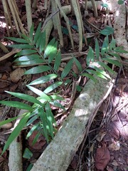 Flagellaria indica