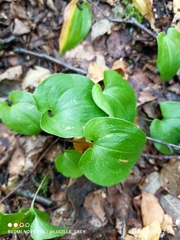 Maianthemum bifolium