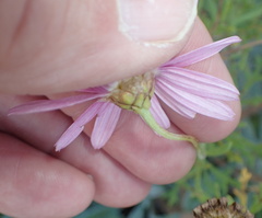 Argyranthemum frutescens