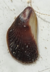 Brachidontes domingensis