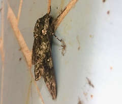 Dolbina tancrei