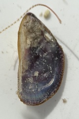 Brachidontes domingensis