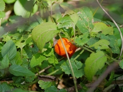 Alkekengi officinarum