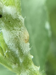 Clastoptera xanthocephala