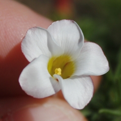Oxalis tenuifolia