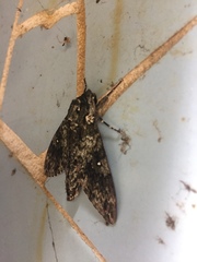 Dolbina tancrei