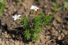 Oxalis tenuifolia