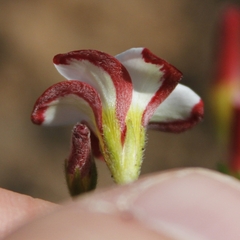 Oxalis tenuifolia