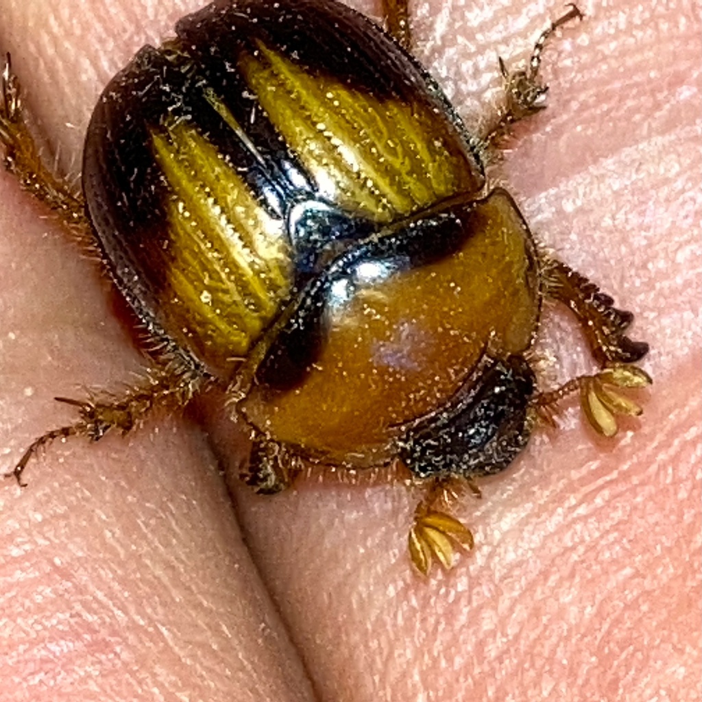Earth-boring Dung Beetle