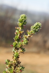Cliffortia polygonifolia