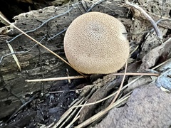 Lycoperdon echinatum