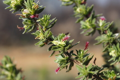 Cliffortia polygonifolia