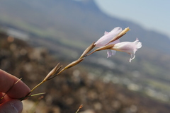 Gladiolus hirsutus